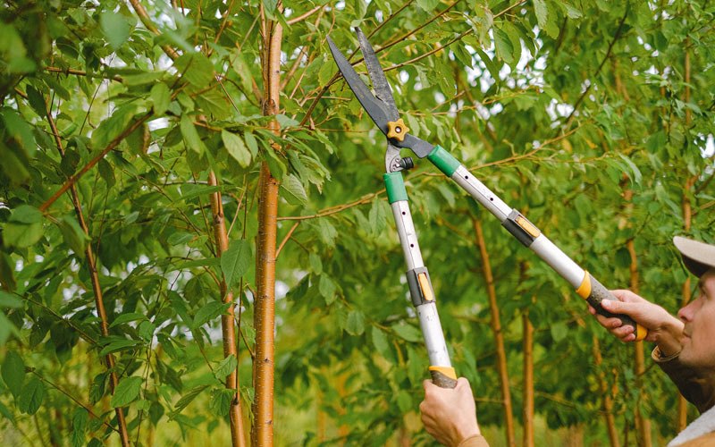 Tree trimming in Newark Valley, NY